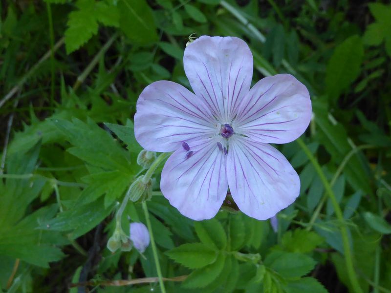Geranium